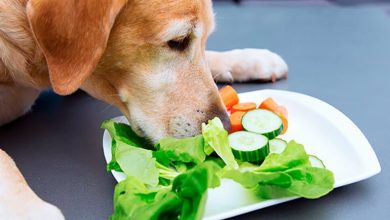 perro oliendo verduras