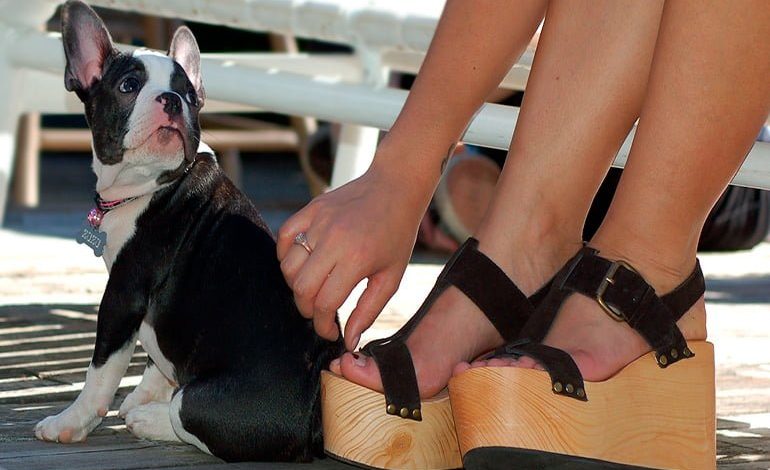 perro sentado junto a los pies de su humana