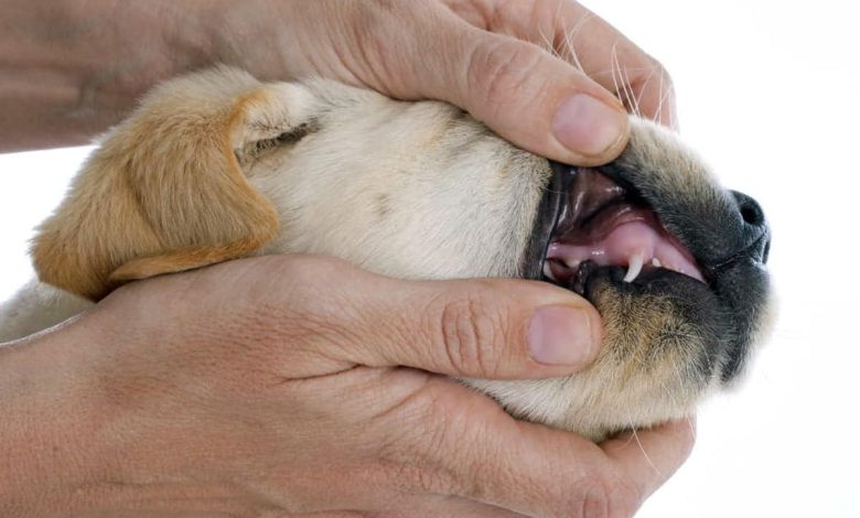 cachorro mostrando sus dientes de leche