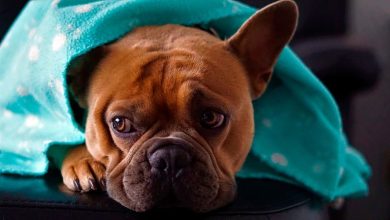 perro con rotavirus bajo una manta
