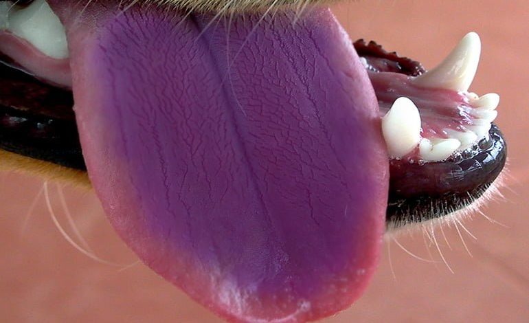 lengua de perro de color morado