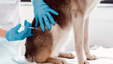 vacunando a un perro en el veterinario