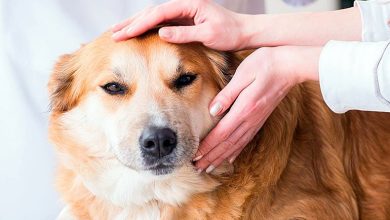 veterinario revisando bola en el cuello de un perro