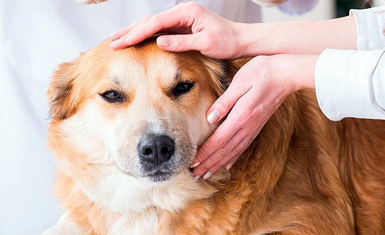 veterinario revisando bola en el cuello de un perro