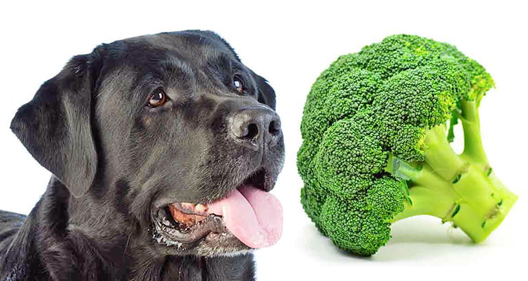 perro y brocoli