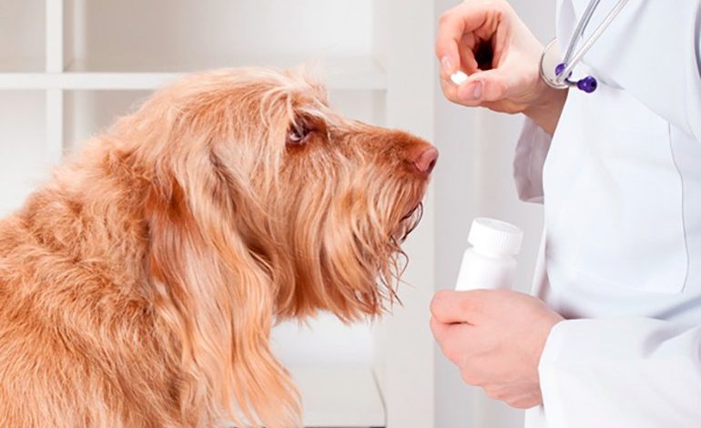 veterinario dando antihestaminico a un perro