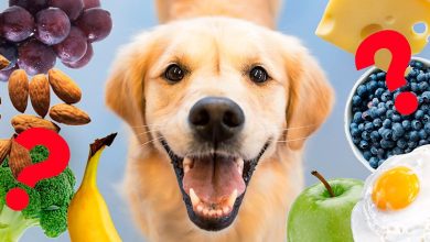 alimentos humanos aptos para perros