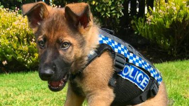 perro con uniforme de policia