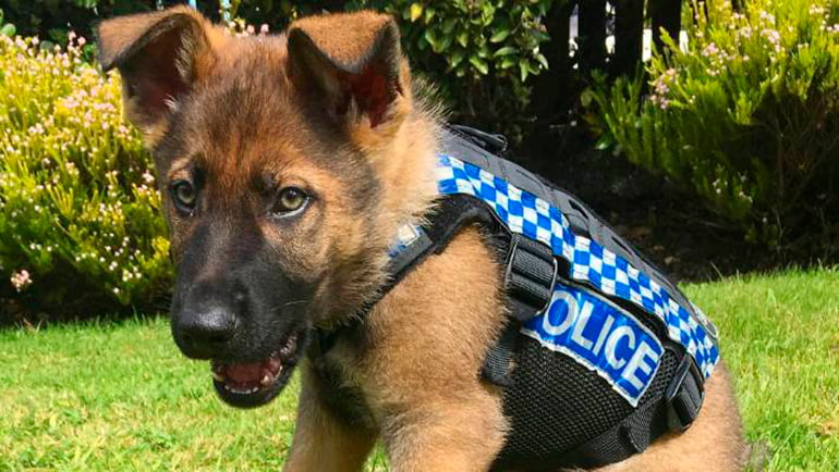 perro con uniforme de policia