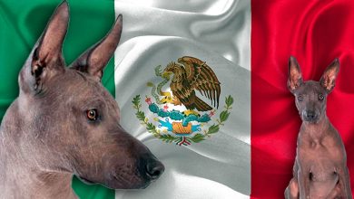 perros con bandera mexicana