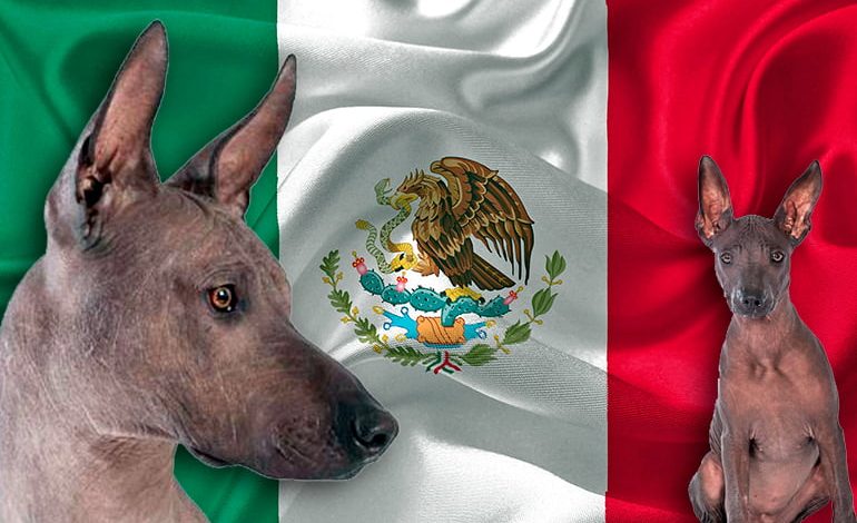 perros con bandera mexicana