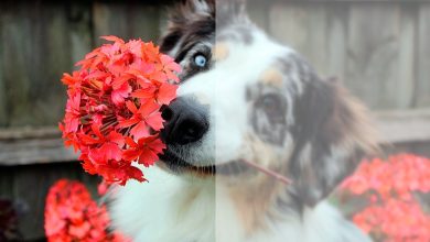 perro con flores en la boca