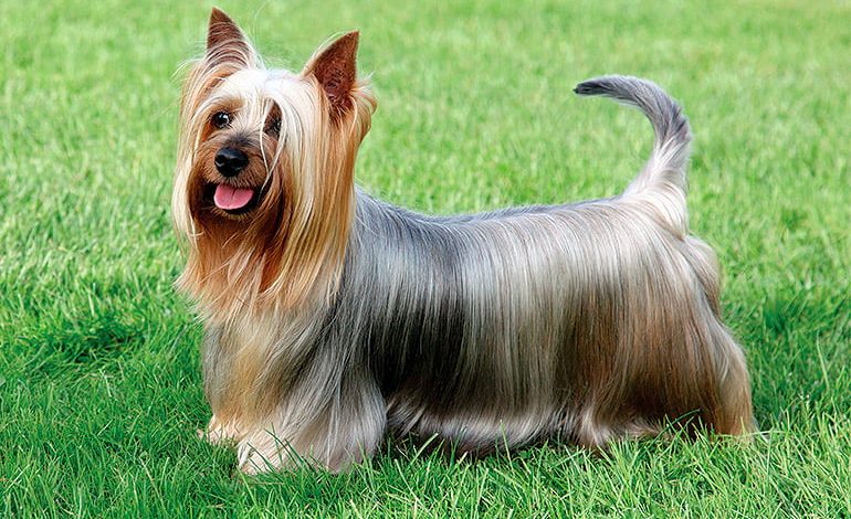 perro Australian silky terrier