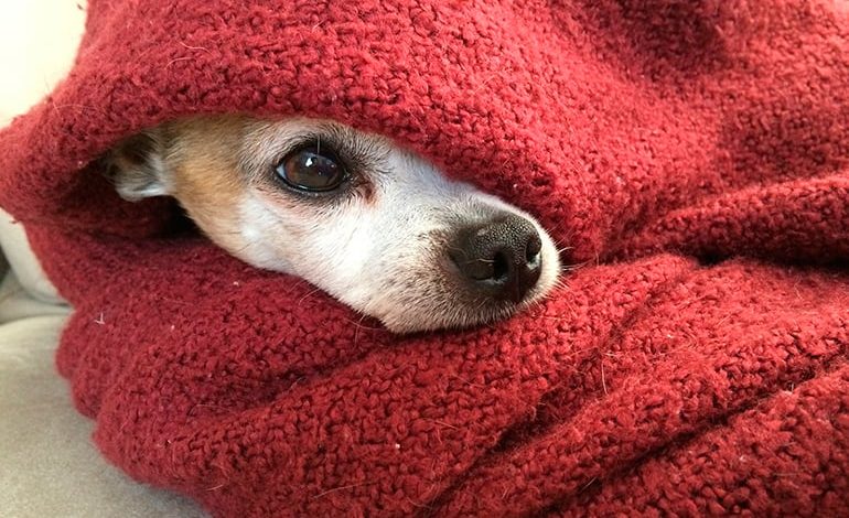 perro con frio entre mantas