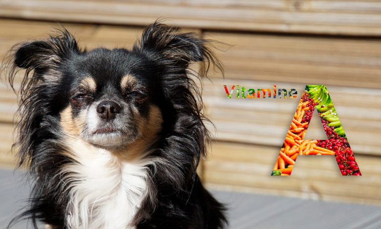perro chihuahua junto a logo de vitamina a