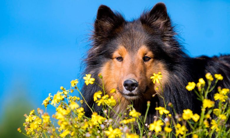 perro rodeado de flores con polen