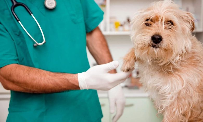 perro en revision veterinaria para la Leishmaniosis
