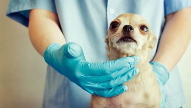 veterinario palpando las paperas de un perro