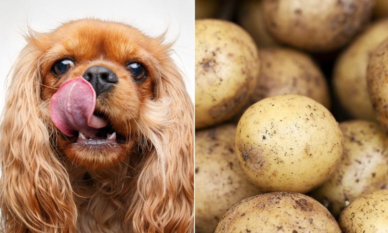 perro junto a patatas