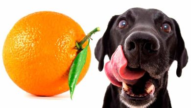 perro junto a una naranja