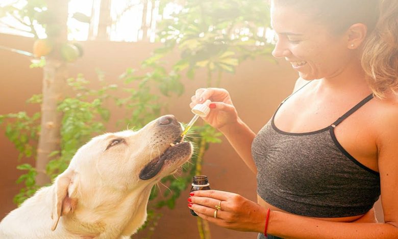 mujer dando la medicina a su perro