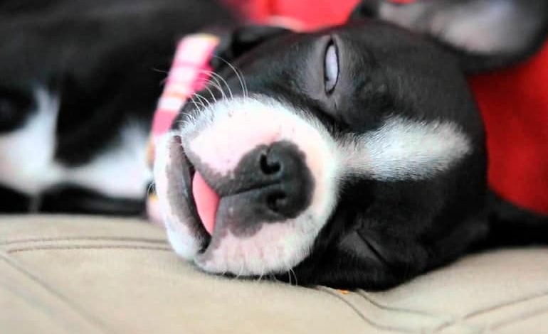 perro dormido con un ojo abierto