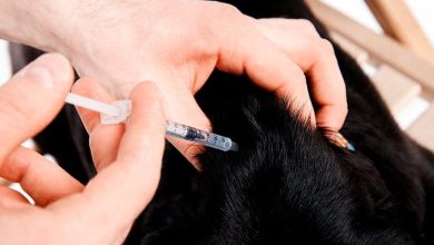 pinchando insulina a un perro