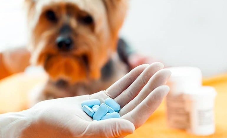 veterinario con pastillas