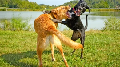 dos perros peleando