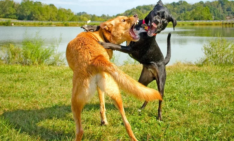 dos perros peleando