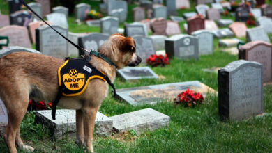 perro visitando un cementerio