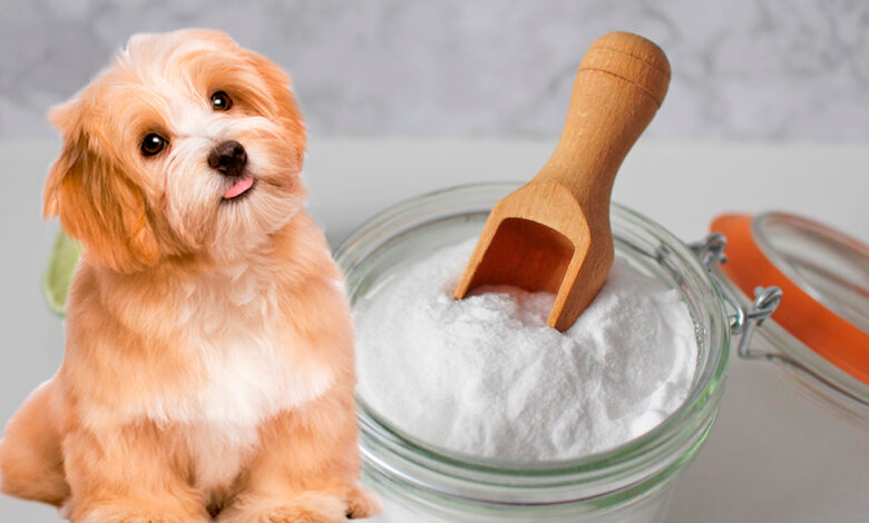 perro y bicarbonato de sodio