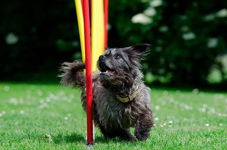 perro-pequeño-practicando-Agility