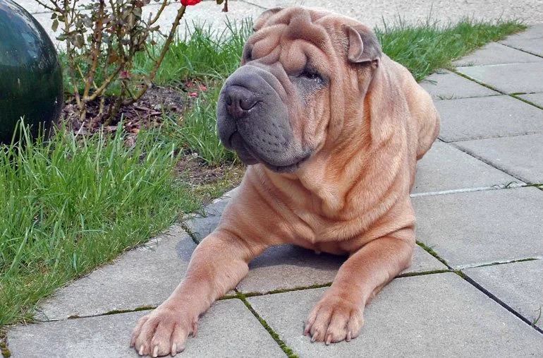 shar-pei-con-Amiloidosis