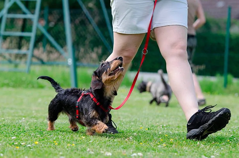 perro-recibiendo-ordenes-de-su-humano