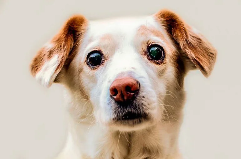 perro-con-grandes-ojos