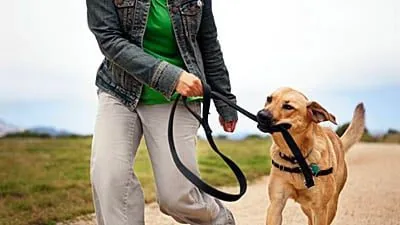 perro de paseo