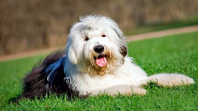 perro bobtail