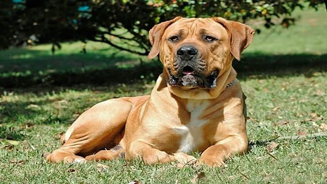 perro Boerboel
