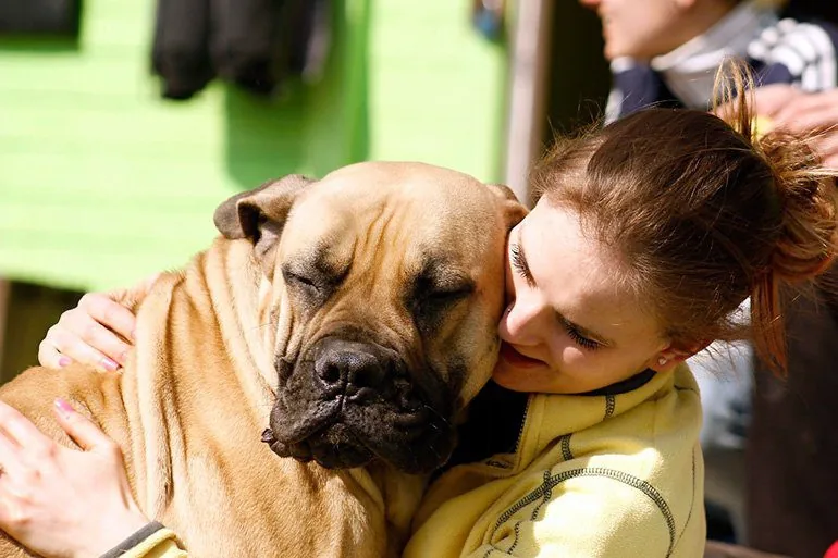 bullmastiff-recibiendo-mimos-de-su-humana