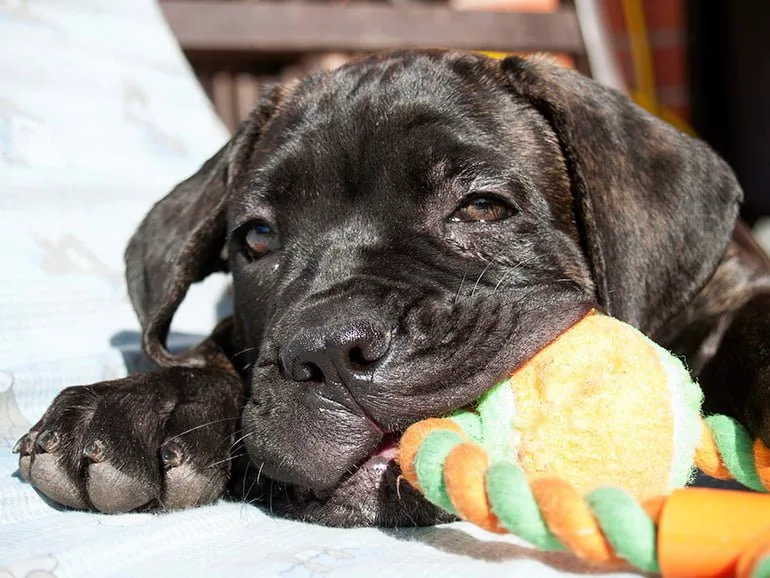 cachorro-de-cane-corso-mordiendo-un-juguete