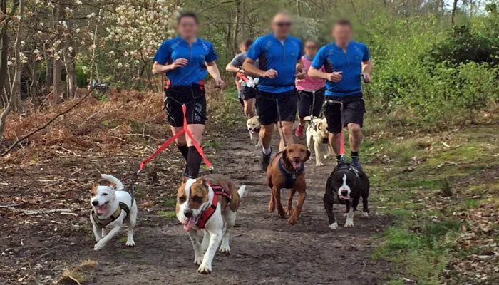 canicross deporte perros