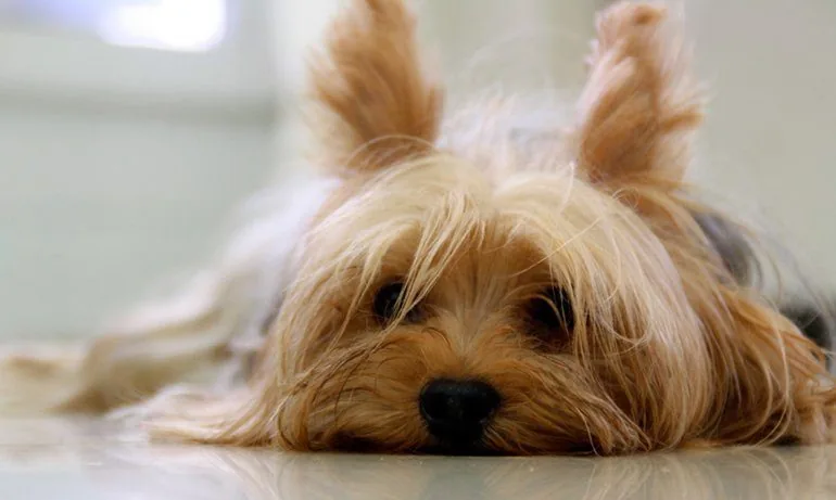 resting-dog