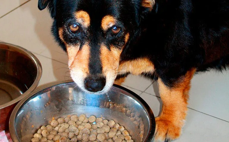 dog-eating