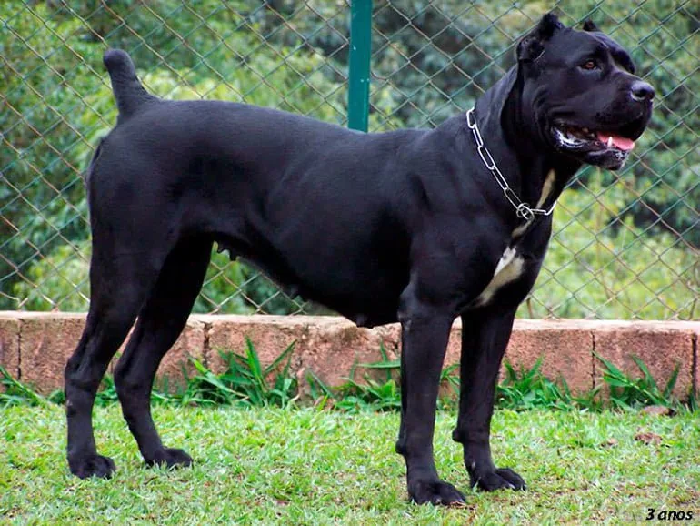 hembra-de-cane-corso
