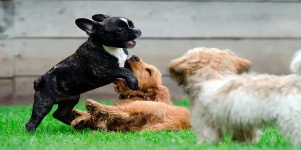 cachorros jugando
