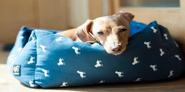 perro en su cama