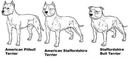 diferencias entre tipos de pitbull