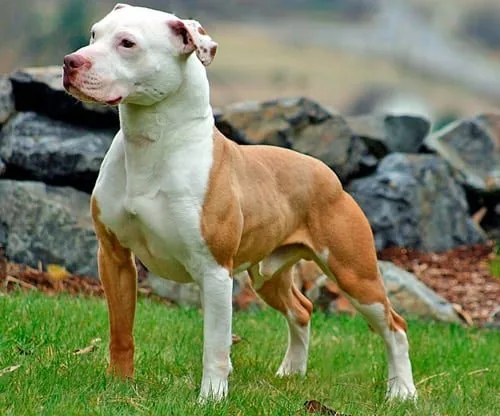 American Pitbull Terrier