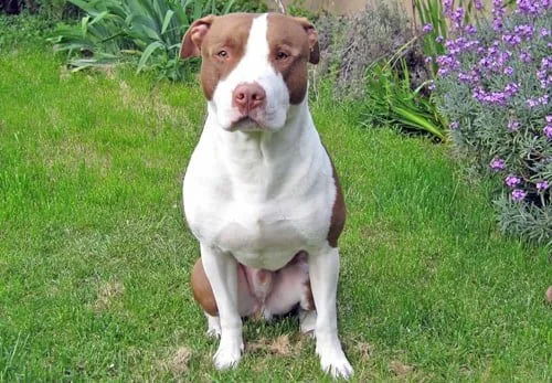 Torso de un Pitbull